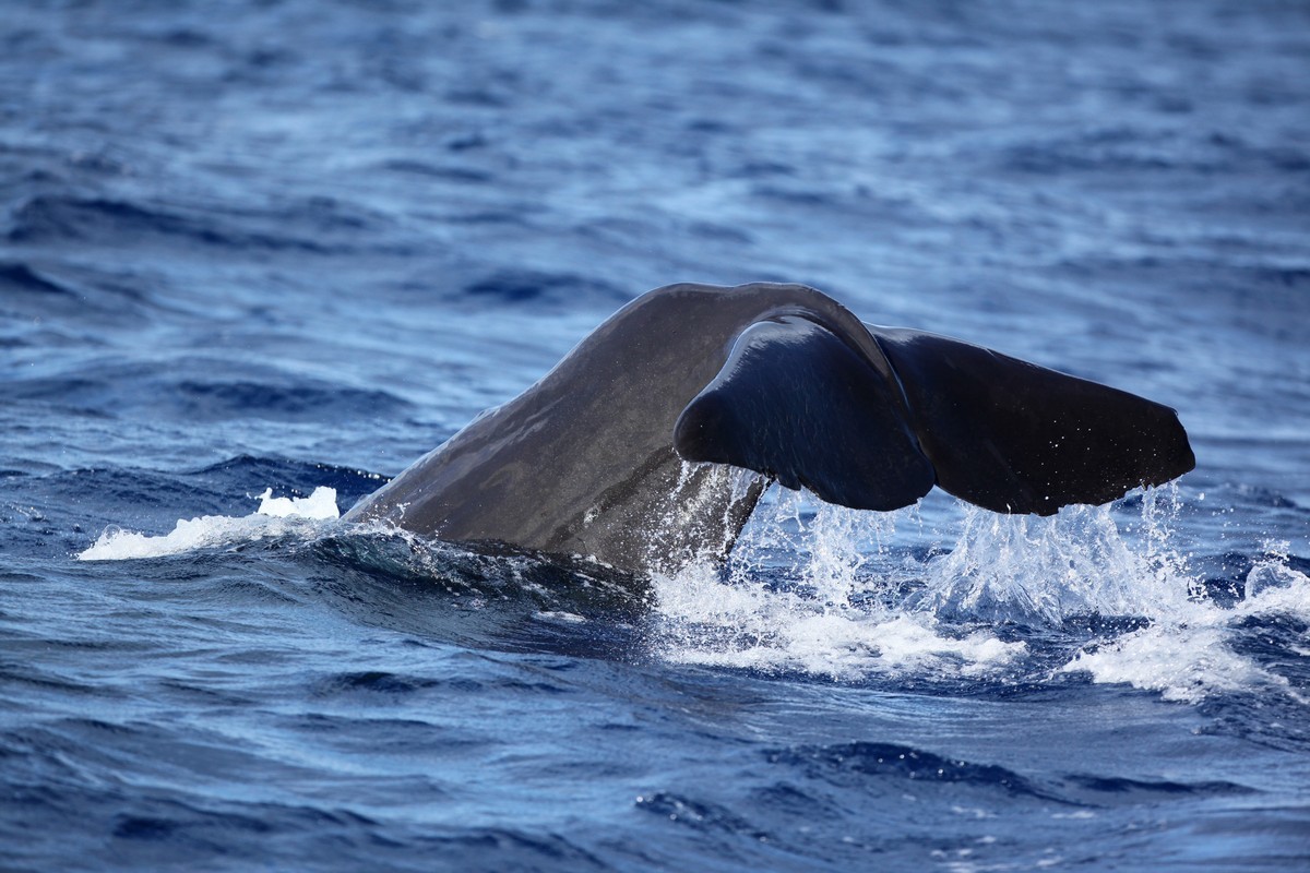 Observer les baleines de la Dominique