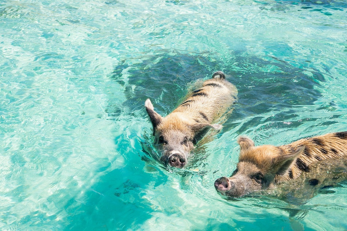 Nager avec des cochons - Big Major Cay