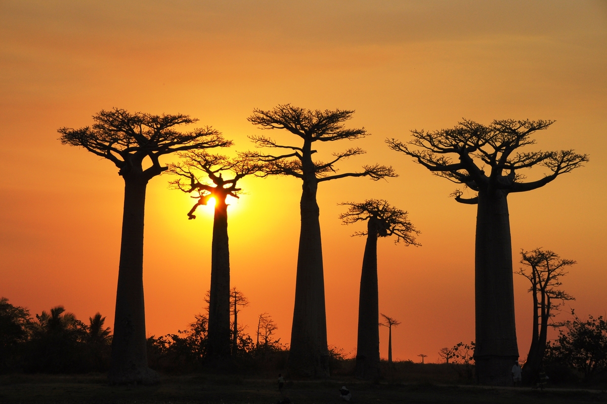 Allée des Baobabs - Morondava